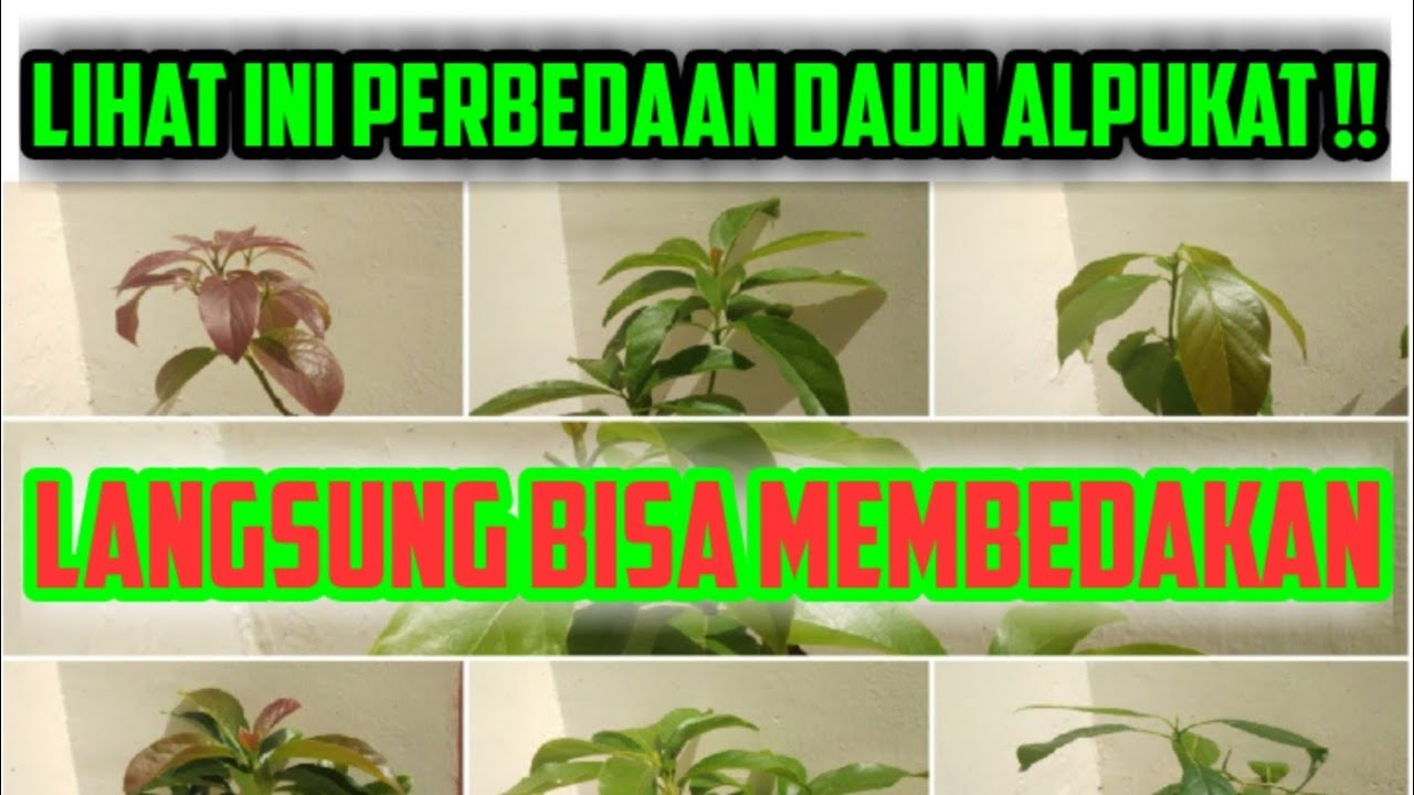 Tips Membedakan Alpukat dari Bentuk Daunnya ( Aligator, Miki, Wina, Kendil, Markus, Hass, RV)