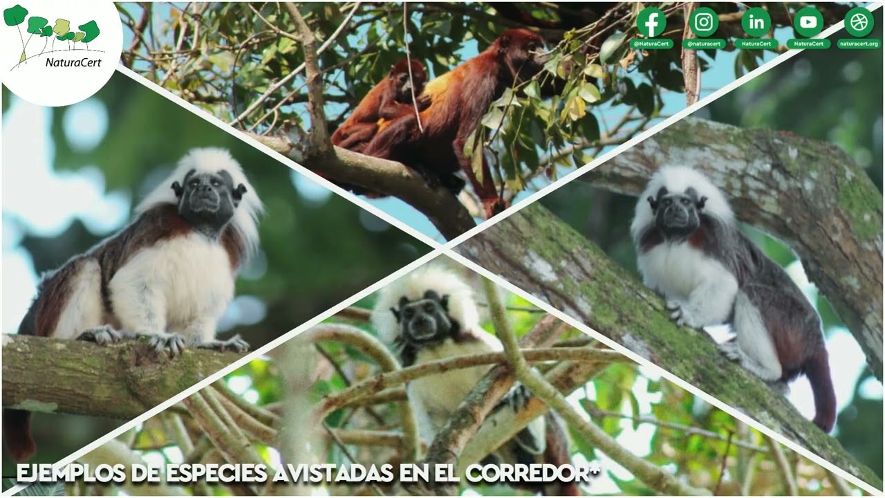 Capsulas NaturaCert #31 - Corredores Biológicos en el Urabá Antioqueño