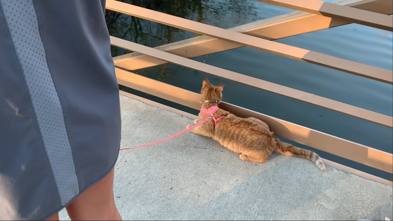 I took my cat on a walk!