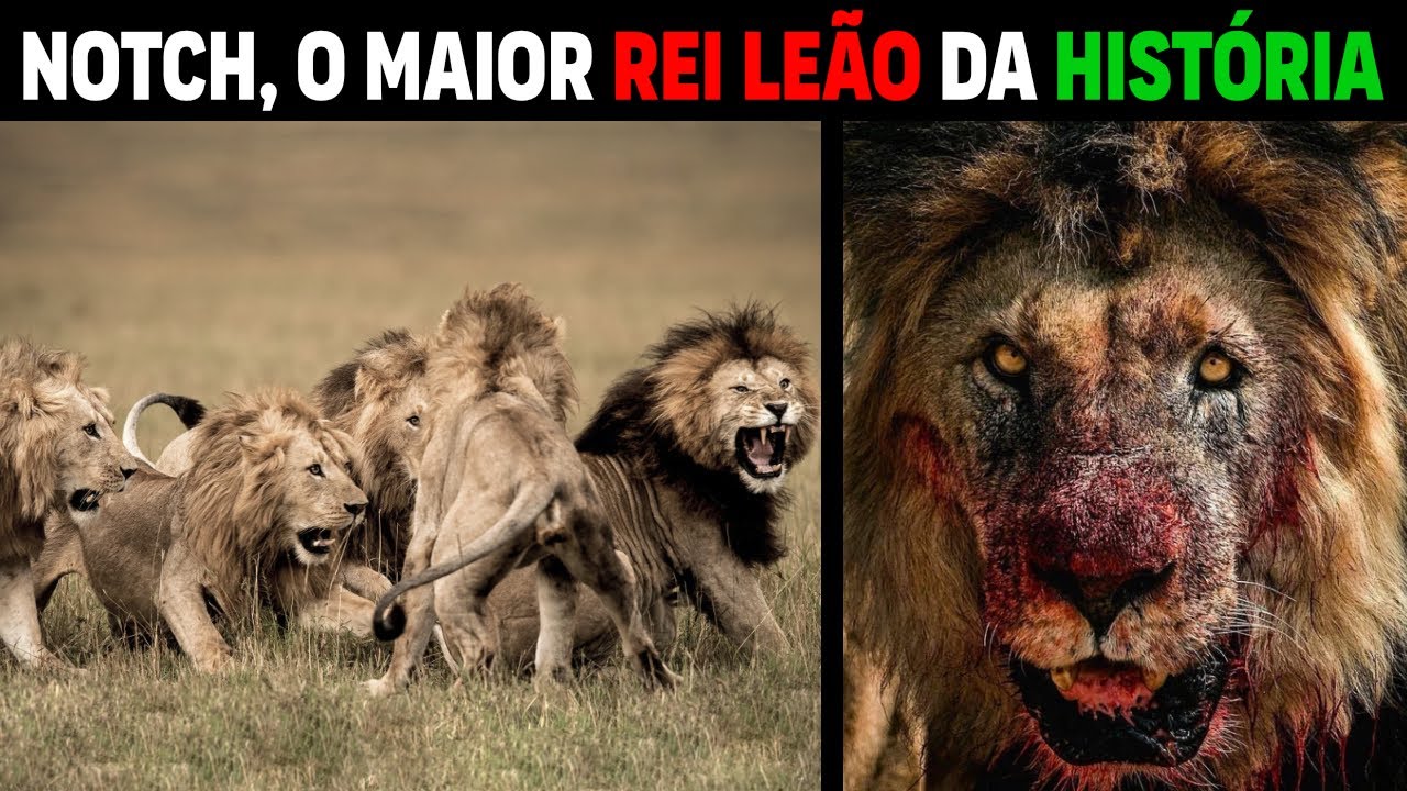 Leão -  NOTCH MAIOR LEÃO DA HISTÓRIA DOS LEÕES