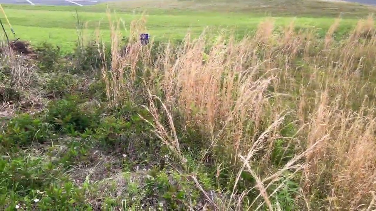Dewberry Picking 2025