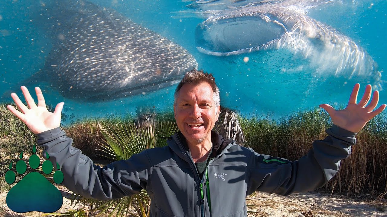 Swimming with Whale Sharks = 