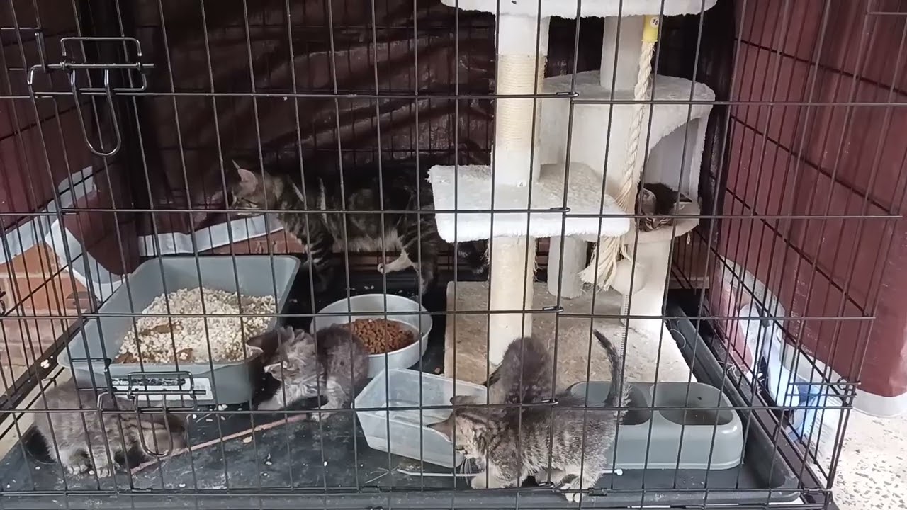 Mother cat and five kittens