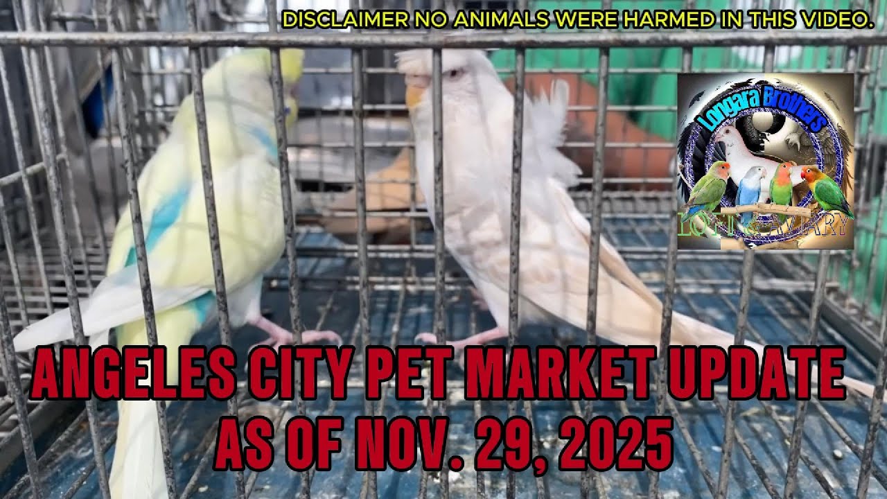 Angeles City Pet Market Update as of Nov. 29, 2025 #africanlovebirds #petmarket #pasabuy #subscribe