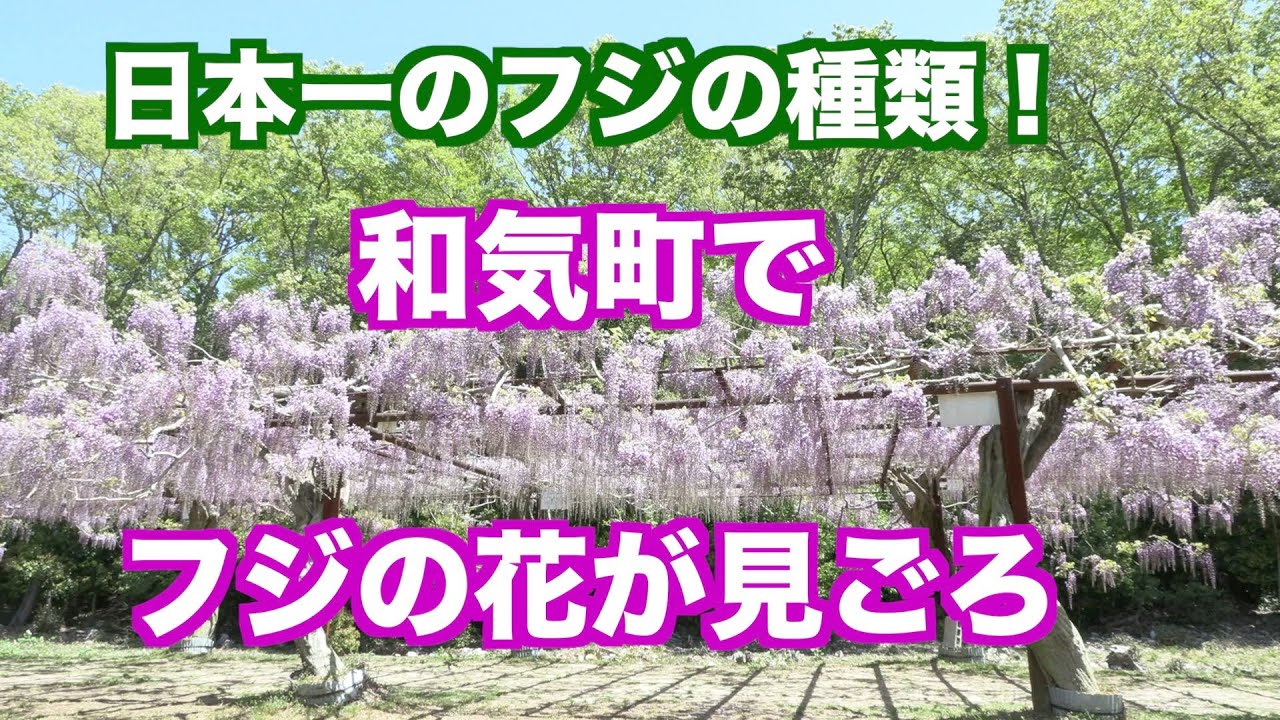 和気町「藤公園」でフジの花が見ごろ・全国から集めた100種類のフジに！（映像ジャーナリスト　宮﨑　賢）