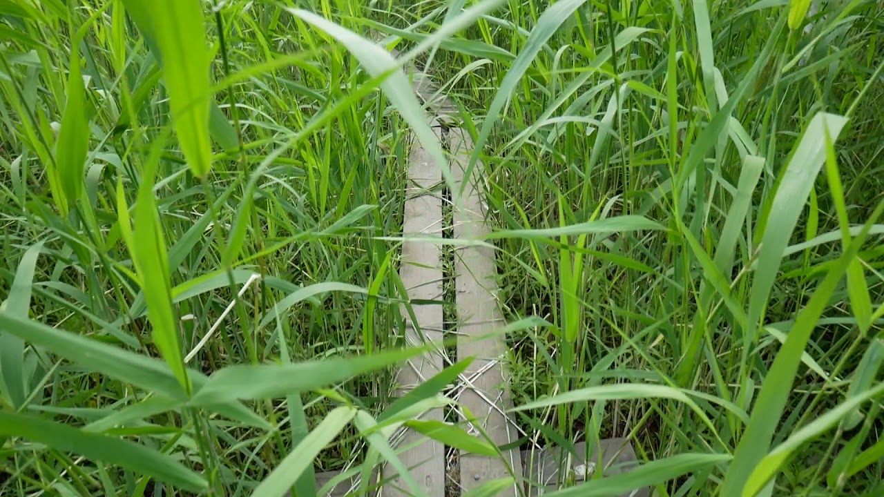 Tammisalon rantakaislikko