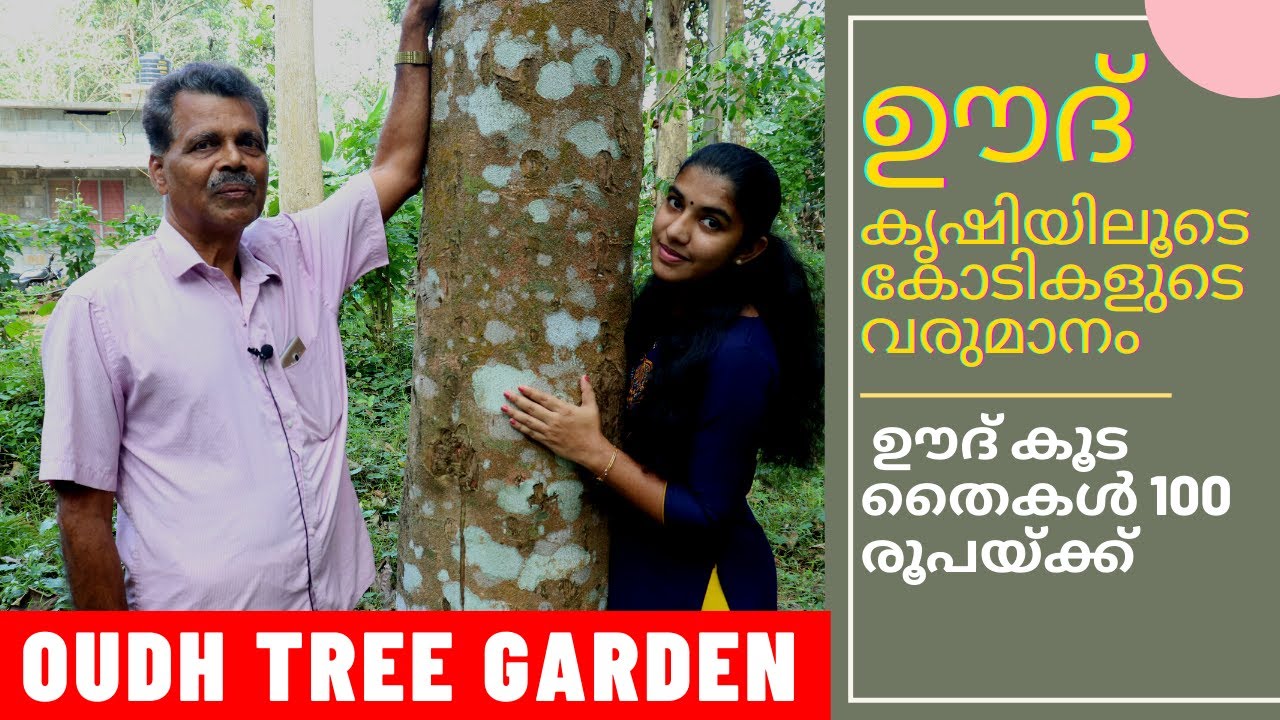 ഊദ് കൃഷിയിലൂടെ കോടികൾ സമ്പാദിക്കാം |  ലോകത്തിലെ ഏറ്റവും വില കൂടിയ മരം |Oudh Tree | ഊദ് മരം ..