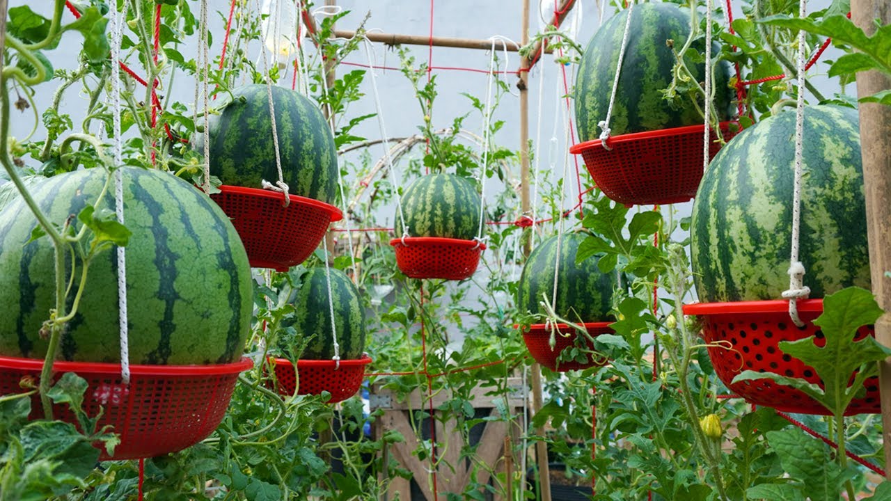 Would you like to eat watermelons? growing watermelons hanging in baskets