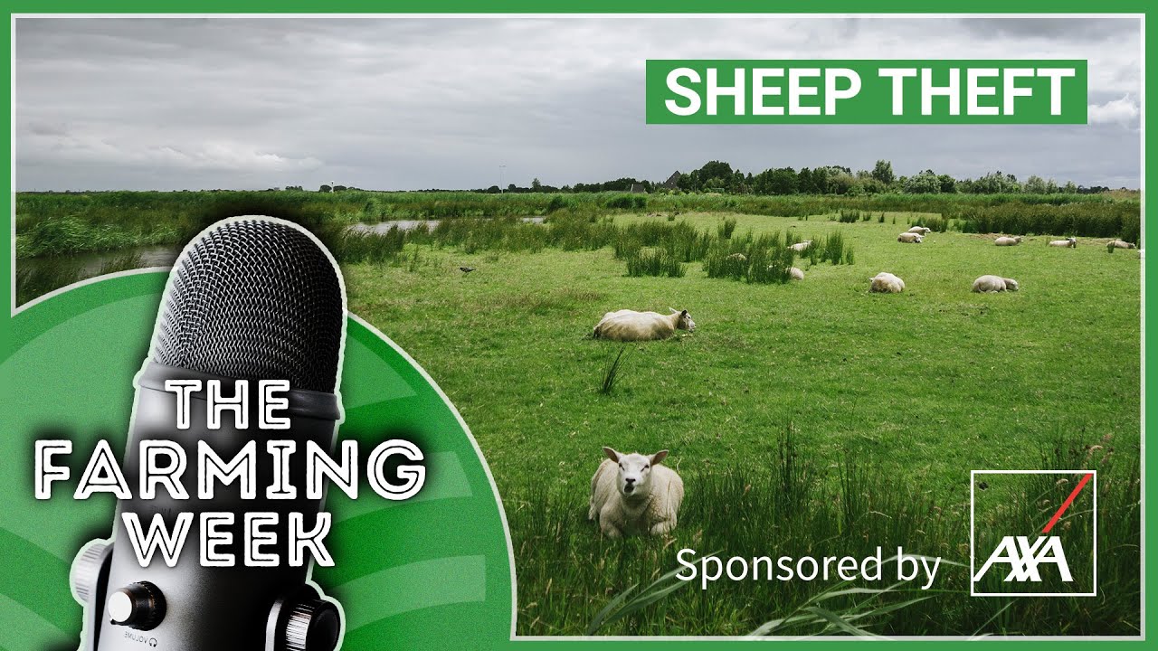 Milk Price Cut | Sheep Thefts | Calving Gate Concerns