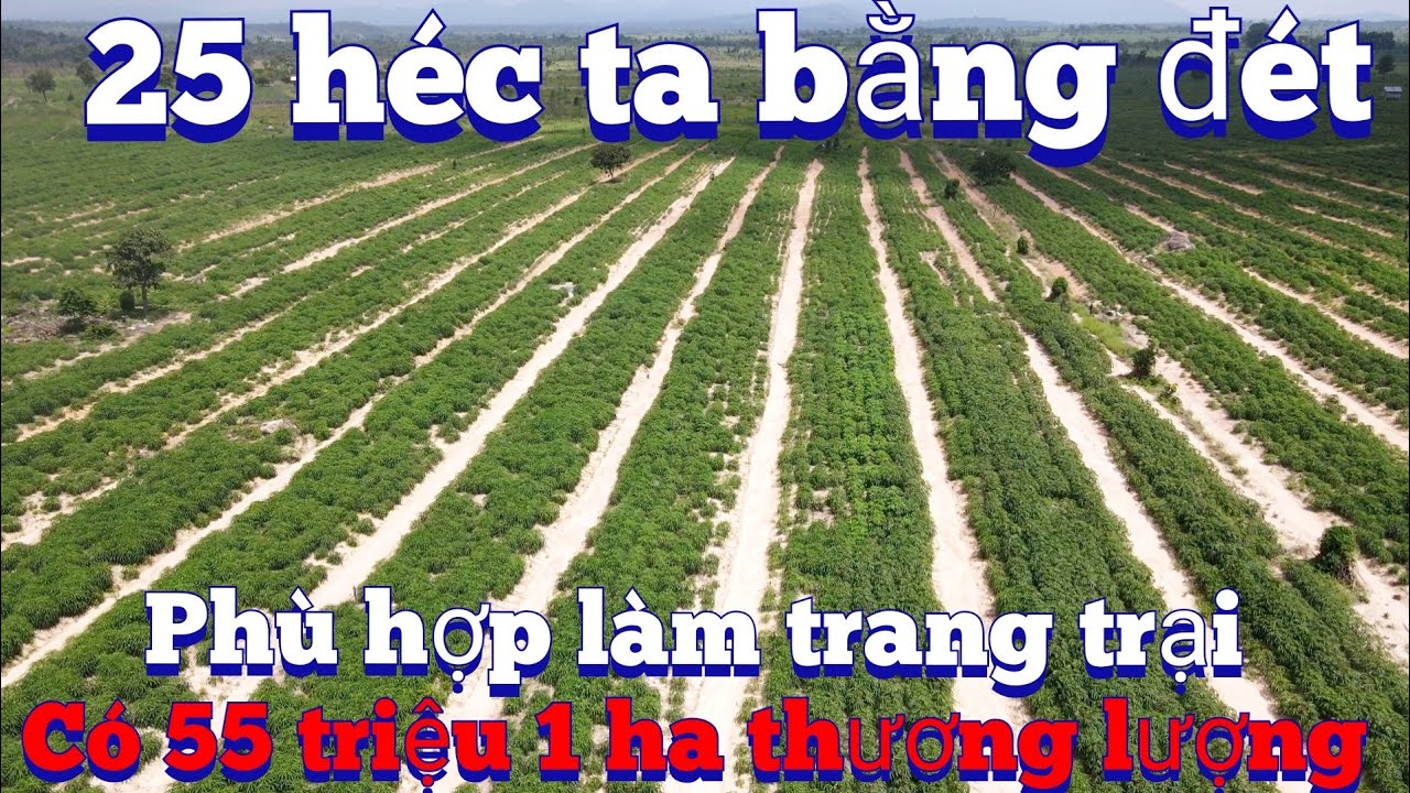 Đã bán 25 héc ta đất cát pha rất bằng phẳng, cách trung tâm 4 km.