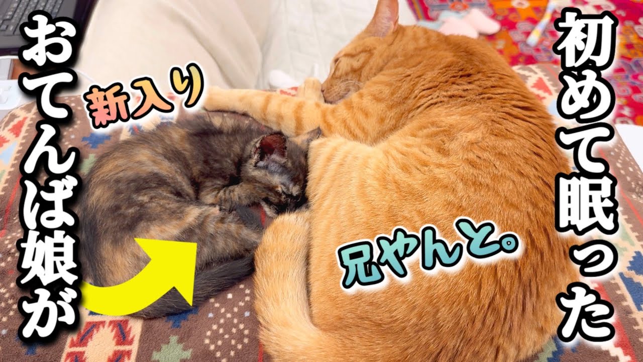元気いっぱいの新入りあんずが、はじめて見せた安心の寝顔