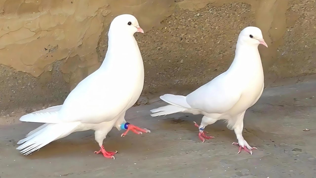 Мои Голуби у Севака-пятый шестой гон. Ставропольский край. My pigeons at Sevak. Stavropol Krai. 