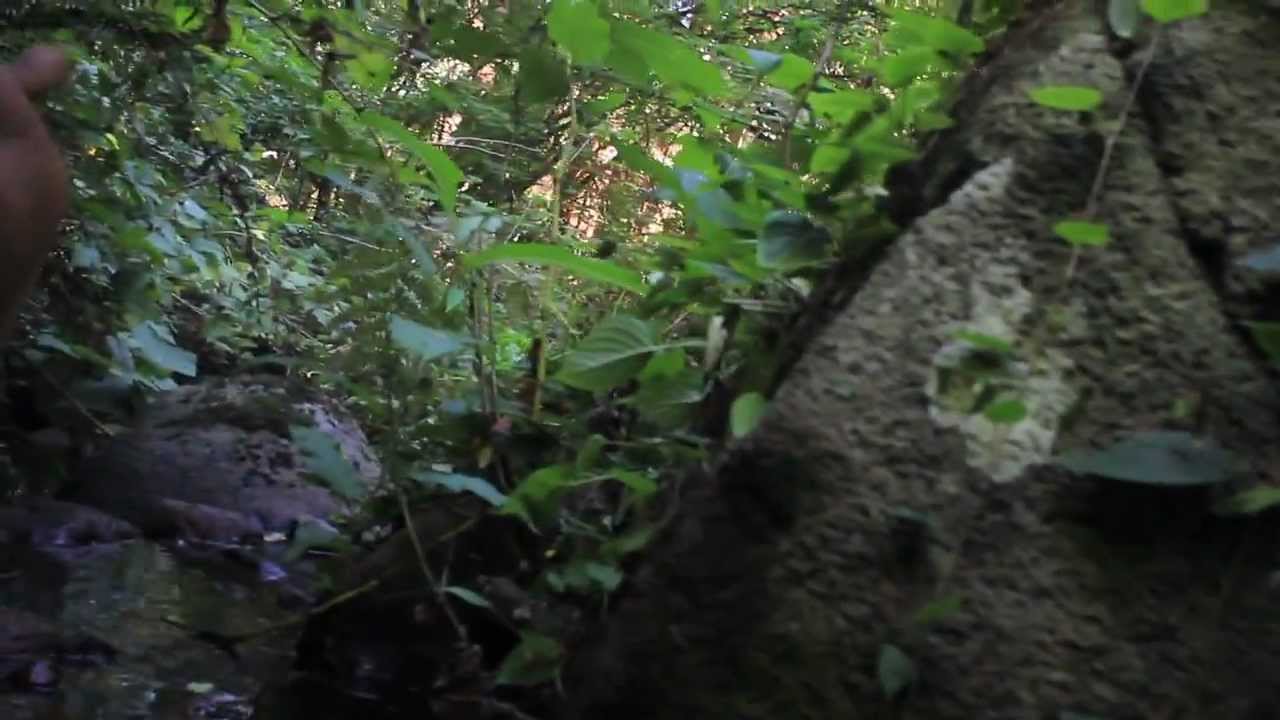 Forest Nature Shots with Canon T2i (HD)