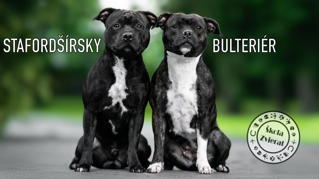 Škola Zvierat - Stafordšírsky Bulteriér