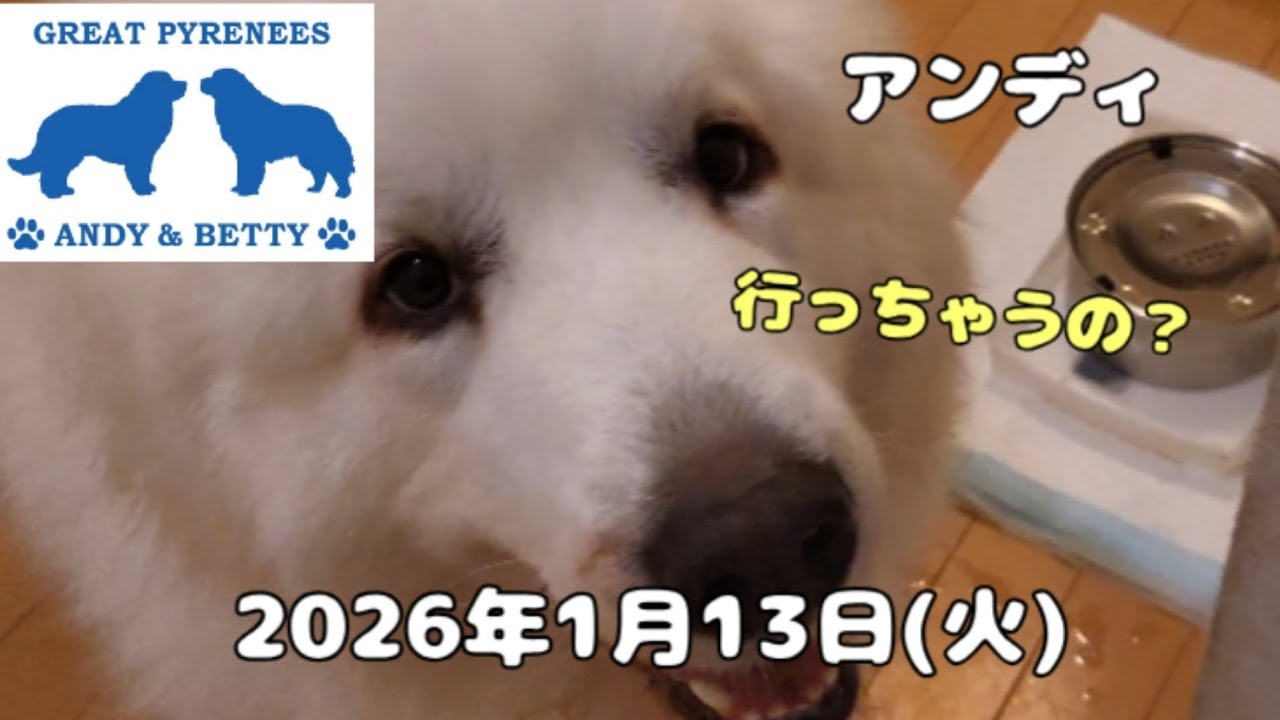 2026年1月13日(火)お留守番再開で残念なみんなです　#超大型犬 #dog #greatpyrenees  #いぬ #犬 #グレートピレニーズ #仲良し  #土浦市 
