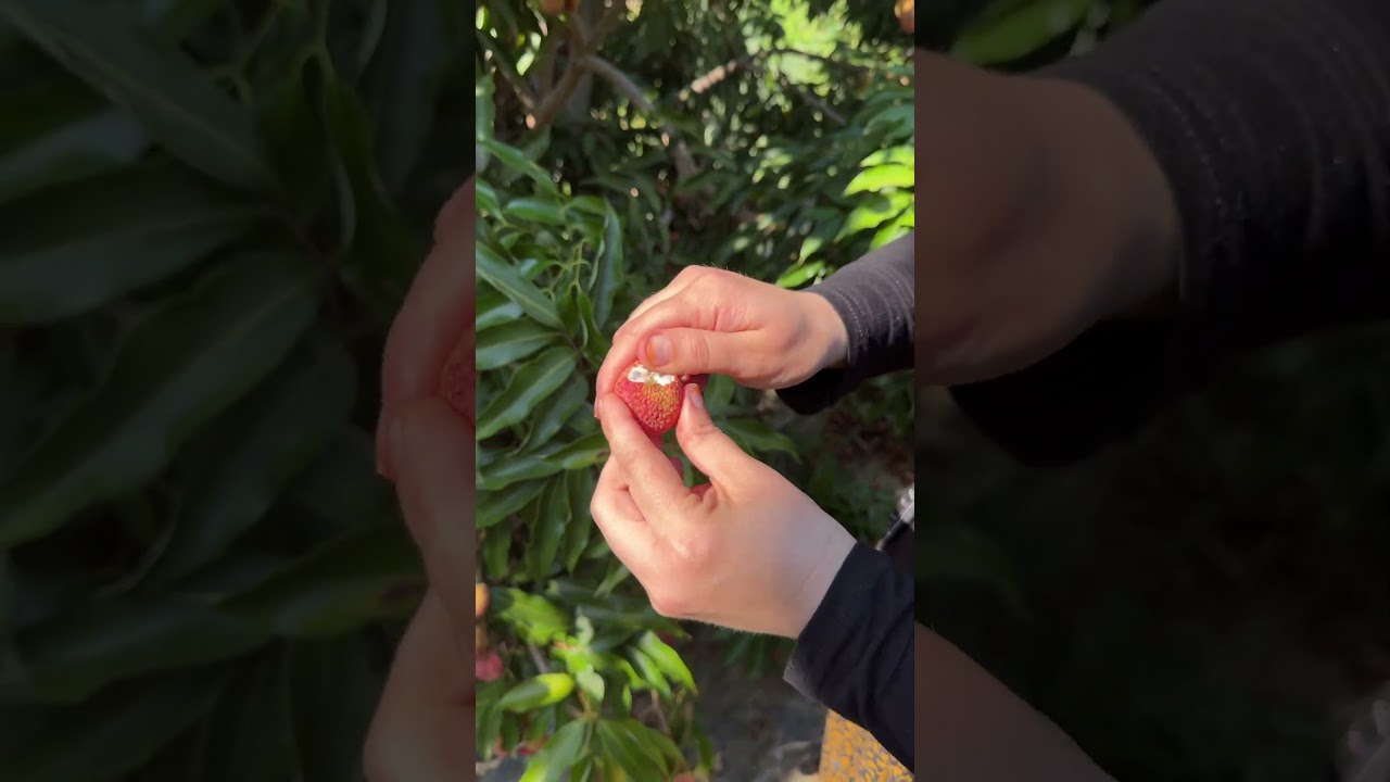 yerli li&ccedil;i meyvesi hasatlarımız başladı