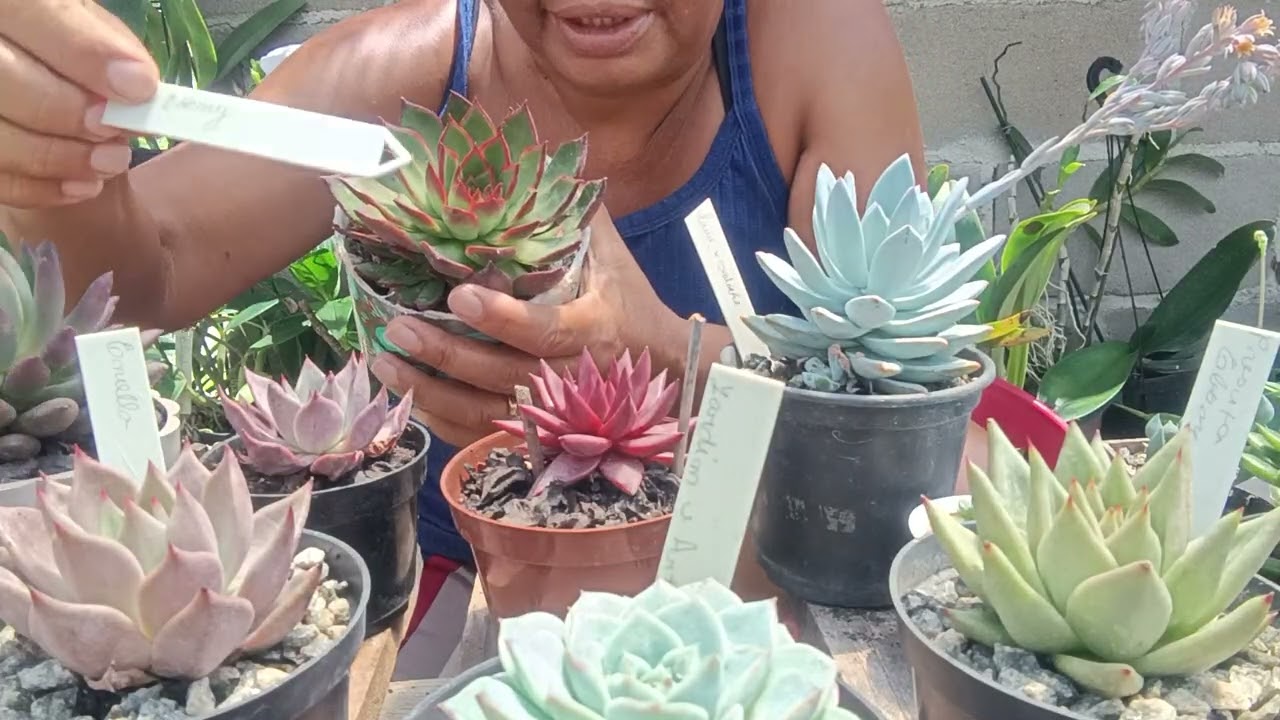 Será que as plantinhas do canal jardim e artes suculentas e folhagem .se adaptaram ao meu cultivo ??