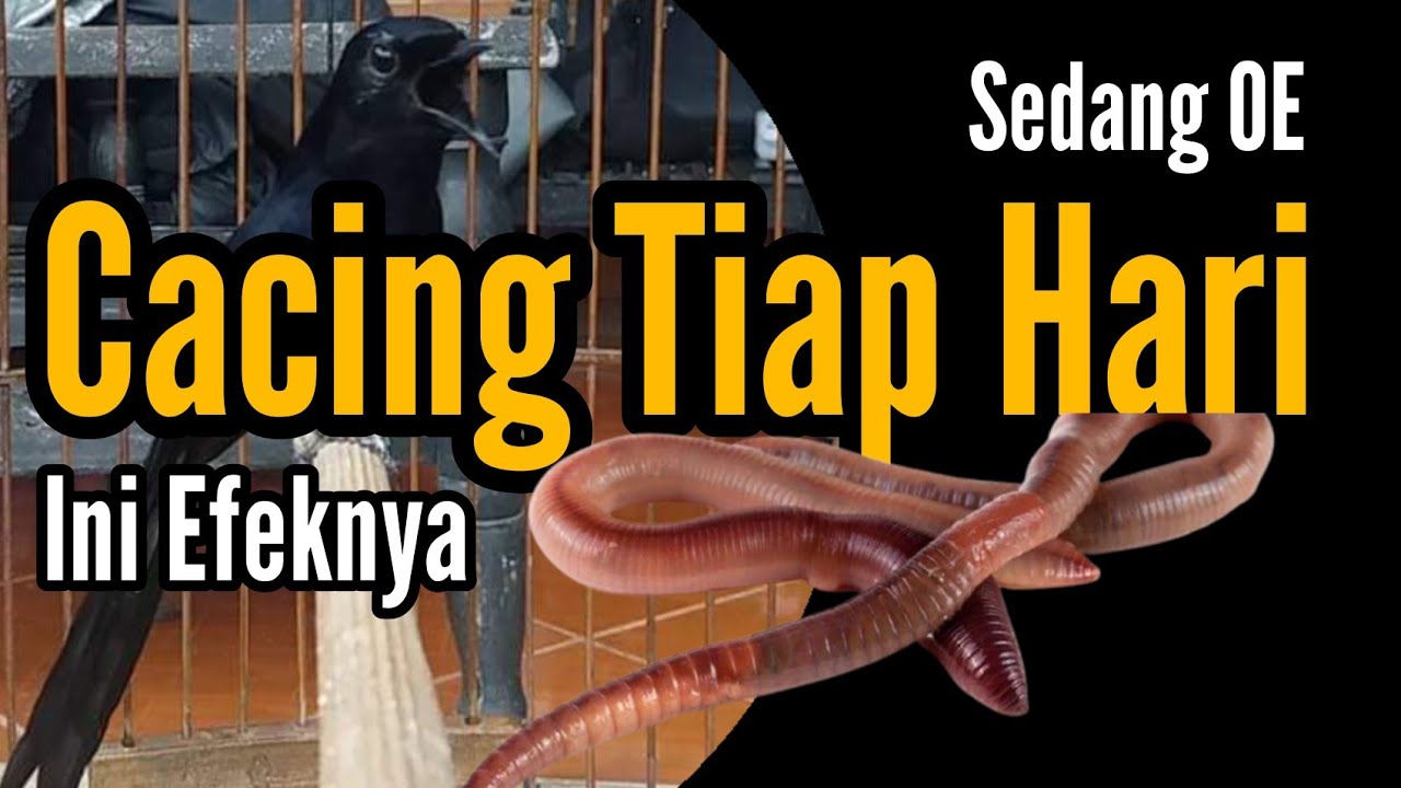 Ef Cacing Untuk Murai Over Emosi | Cacing | Bengkel Murai Batu