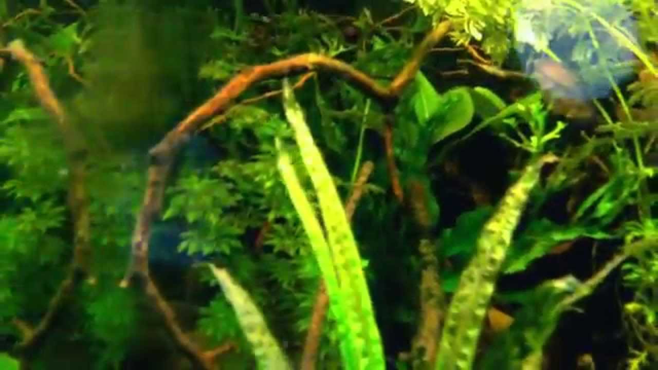 Action Cam Eindrücke im Asien Becken mit Sumatra Barben