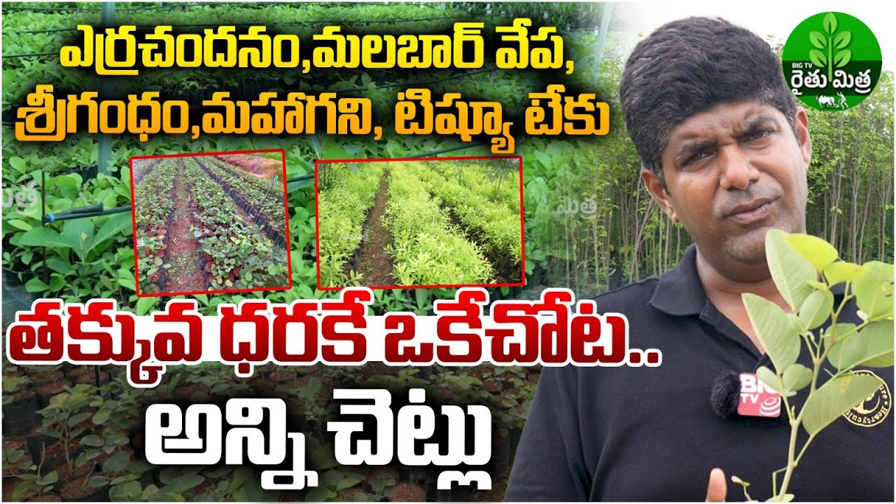 Red Sandal, Malabar Neem, Srigandham, Mahogany, Tissue Teak Plants In Kanha Shanti Vanam | BIG TV