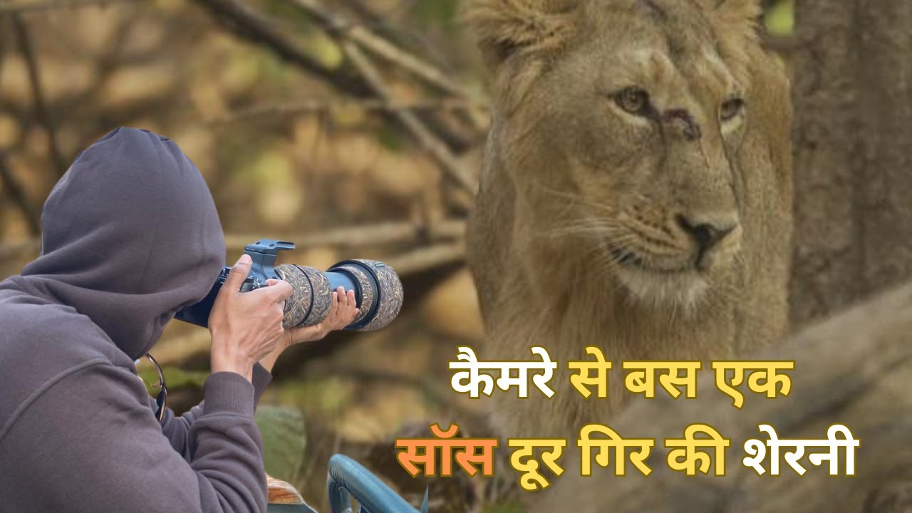 Gir National Park | Asiatic Lion Safari & Wildlife Photography | Best Gujarat Wildlife Experience