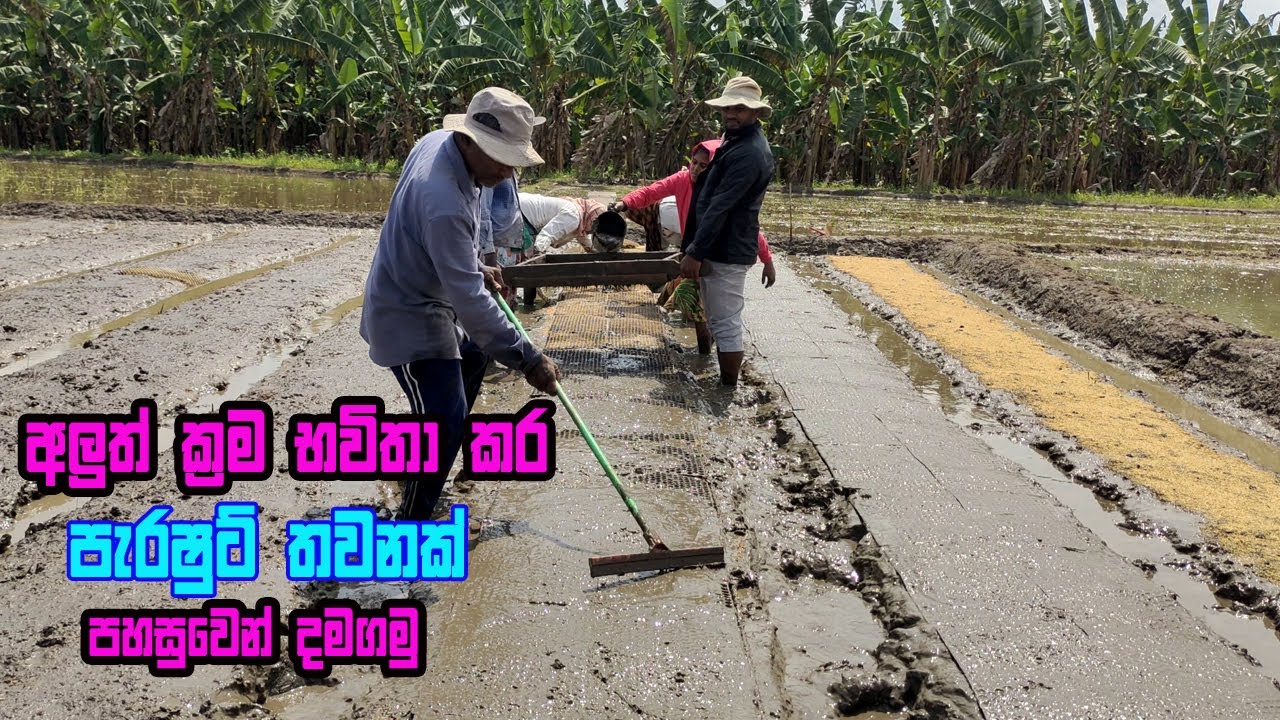 නිවැරදිව පැරෂුට් තවානක් දමා ගමු / parashot thawanak damaganeema /parasut thawana / transplanting