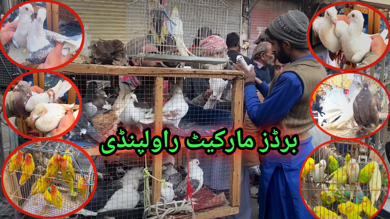 Juma Bazar Birds Market Rawalpindi | Latest Update Fancy Pigeon Market Price 29/11/2024