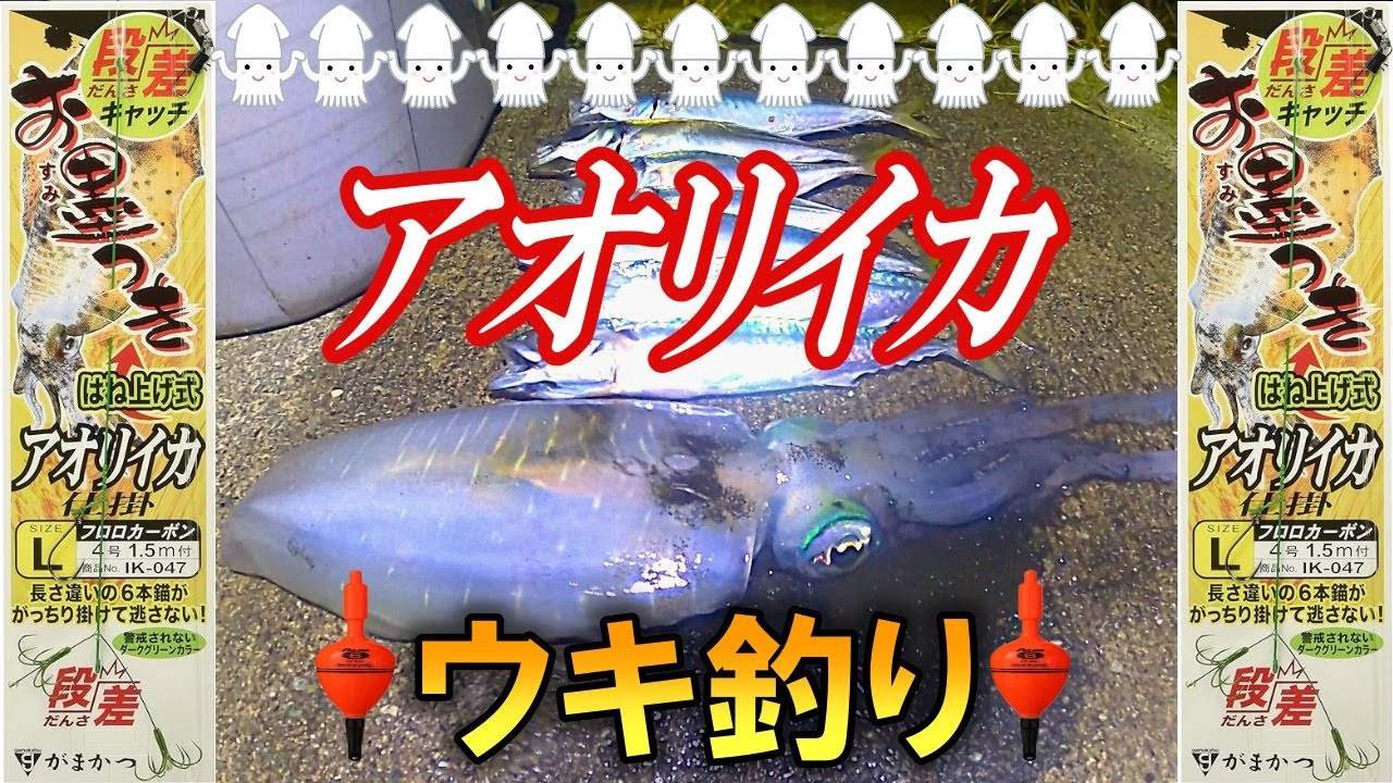 【泳がせ釣り】エギングで釣れないならウキ釣りでアオリイカを狙ってみよう！〈2024年10月中旬〉