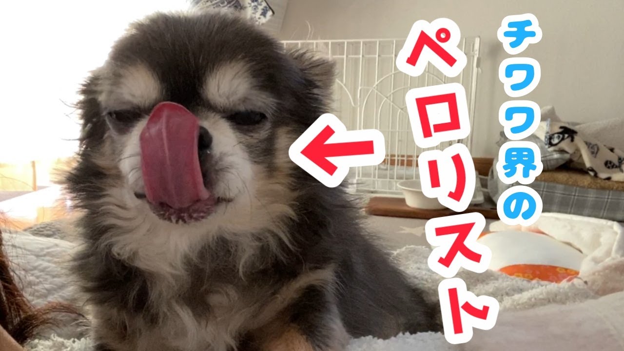 ペロペロしたいのに飼い主に嫌がられていじけるチワワ【犬】