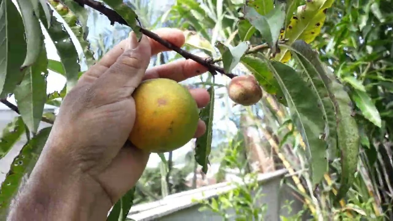 Mostrando um pouco do meu pomar e fazendo  colheita