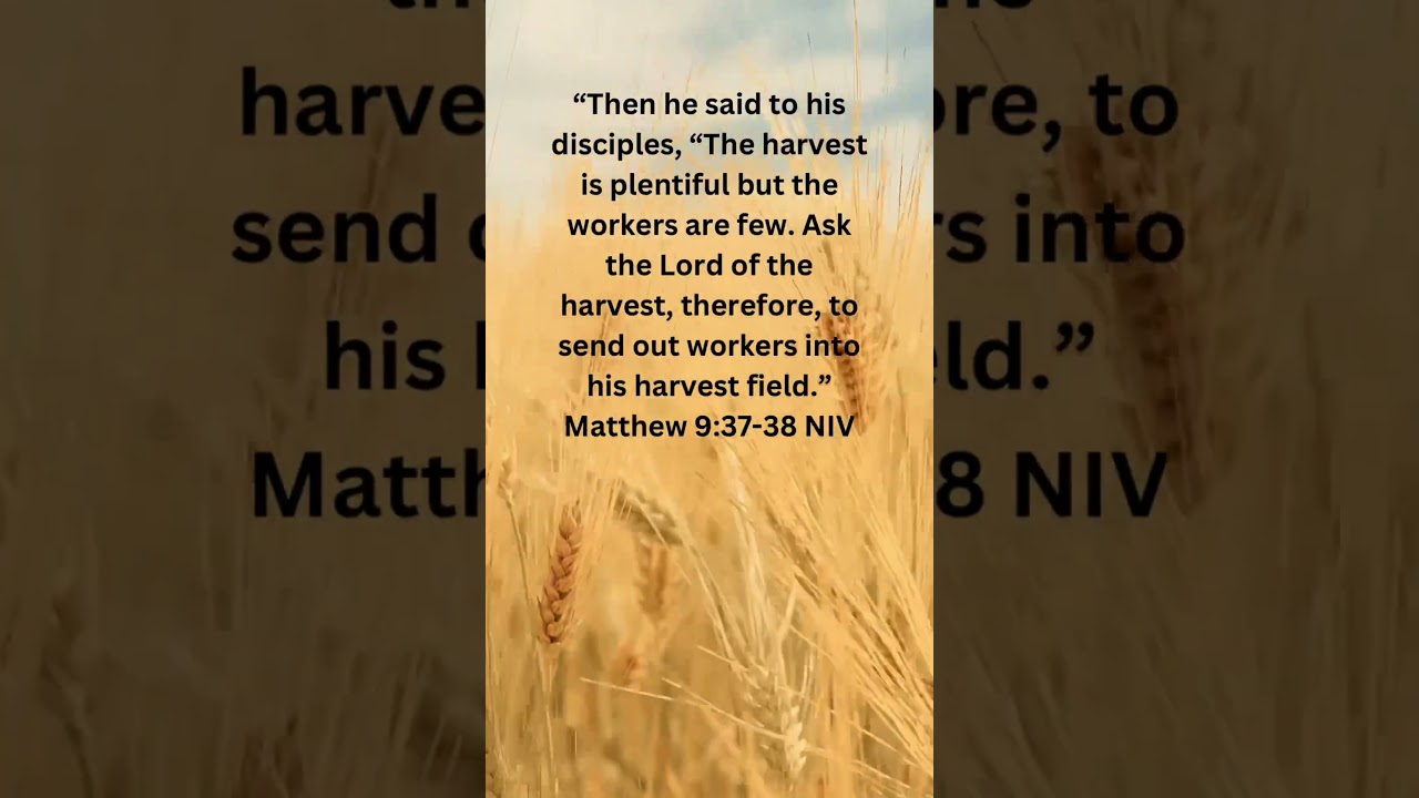 The harvest is plentiful but the workers are few. #bibleverse #bible #inspiration