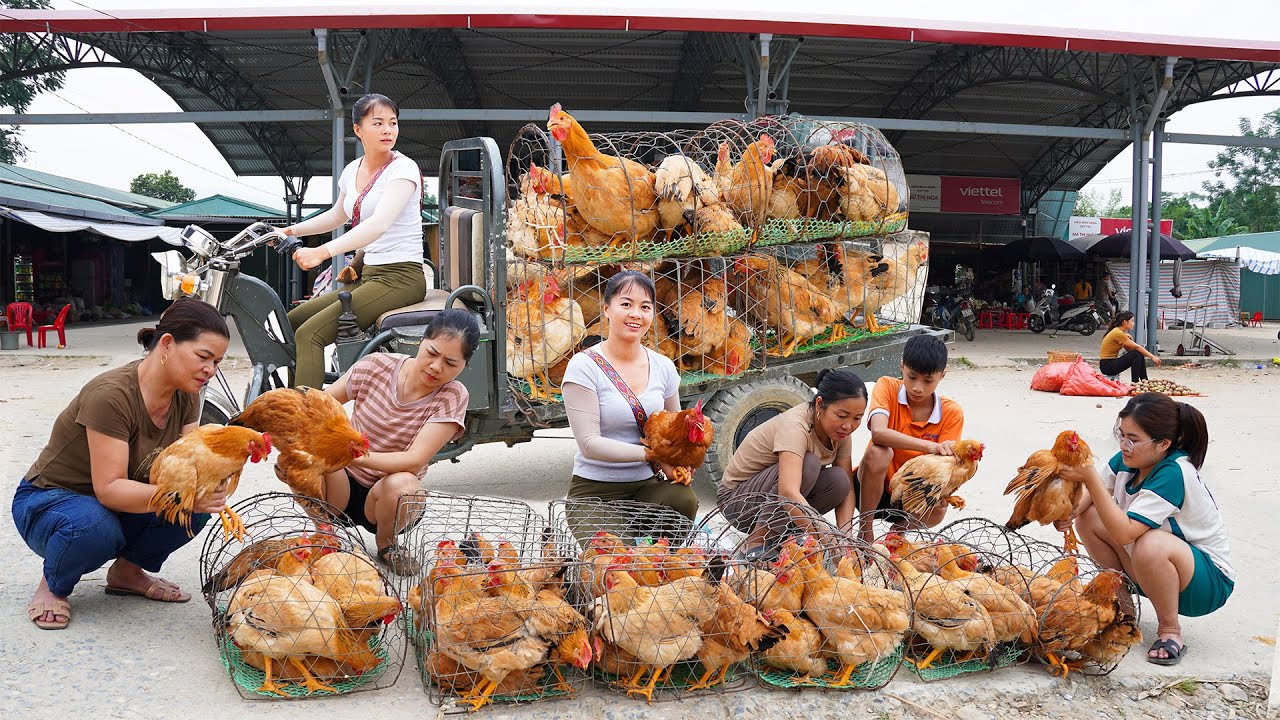Use 3-wheeled Vehicle Harvesting Many Chicken Goes To Market Sell - Take Care Animals