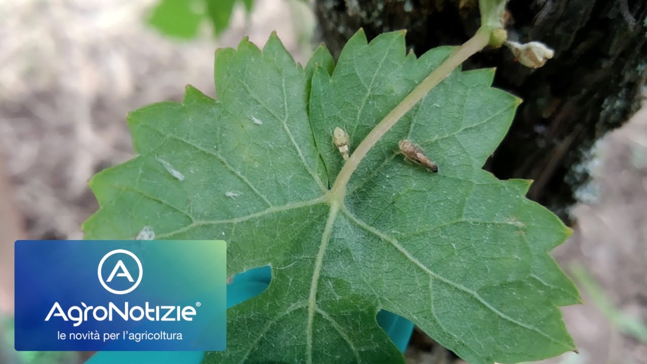 Flavescenza dorata, la lotta alla cicalina della vite