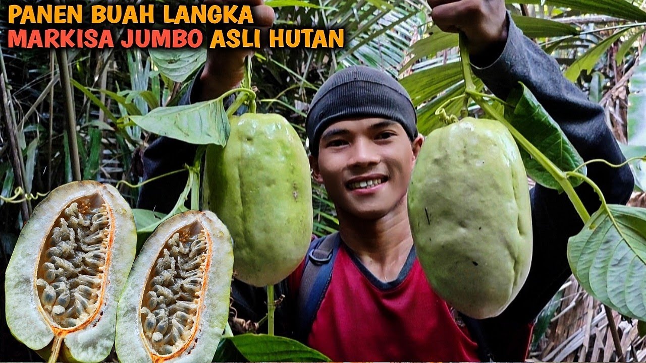 Menemukan buah langka di hutan, markisa jumbo sultan ERBIS dan menikmati salak bakar | Kang Kumang