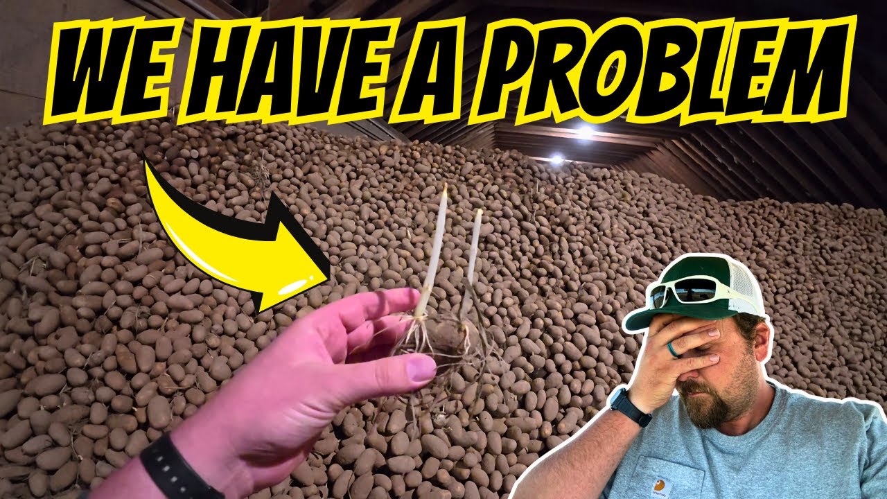 We Found a Big Problem in the Potato Cellar&hellip;