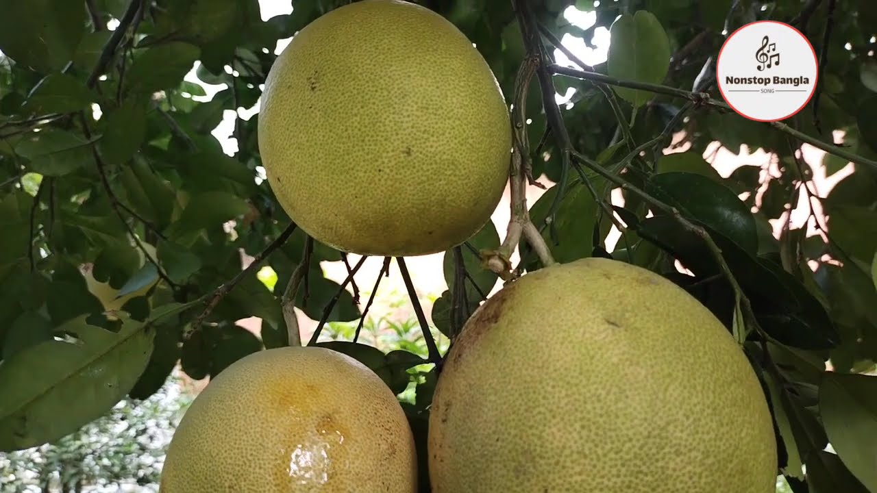 কুমার শানুর সেরা হিট গান | Old Bangla Songs | বাংলা গান | kumar sanu bengali song | কুমার শানু গান