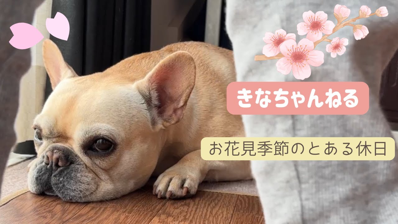フレンチブルドッグと2歳0歳のいる暮らし｜春の日常