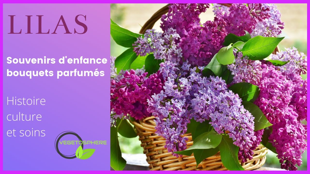 Le Lilas #syringa #lilas #vegetosphere #flowers #syringa #garden #gardening