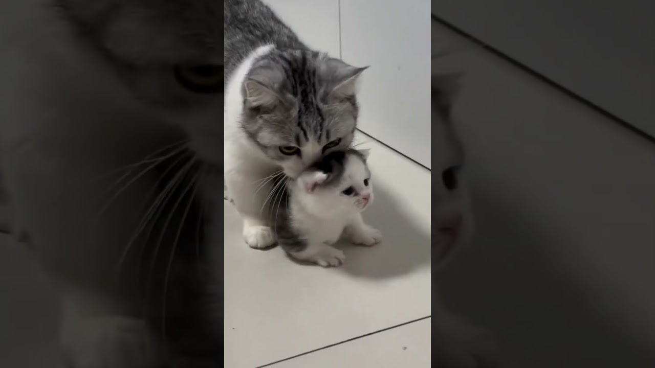 mother &  kitten love ❤️ 😍 #cat #reaction #funny #love #baby #pets #comedy #catvideos #toyhouse #fun