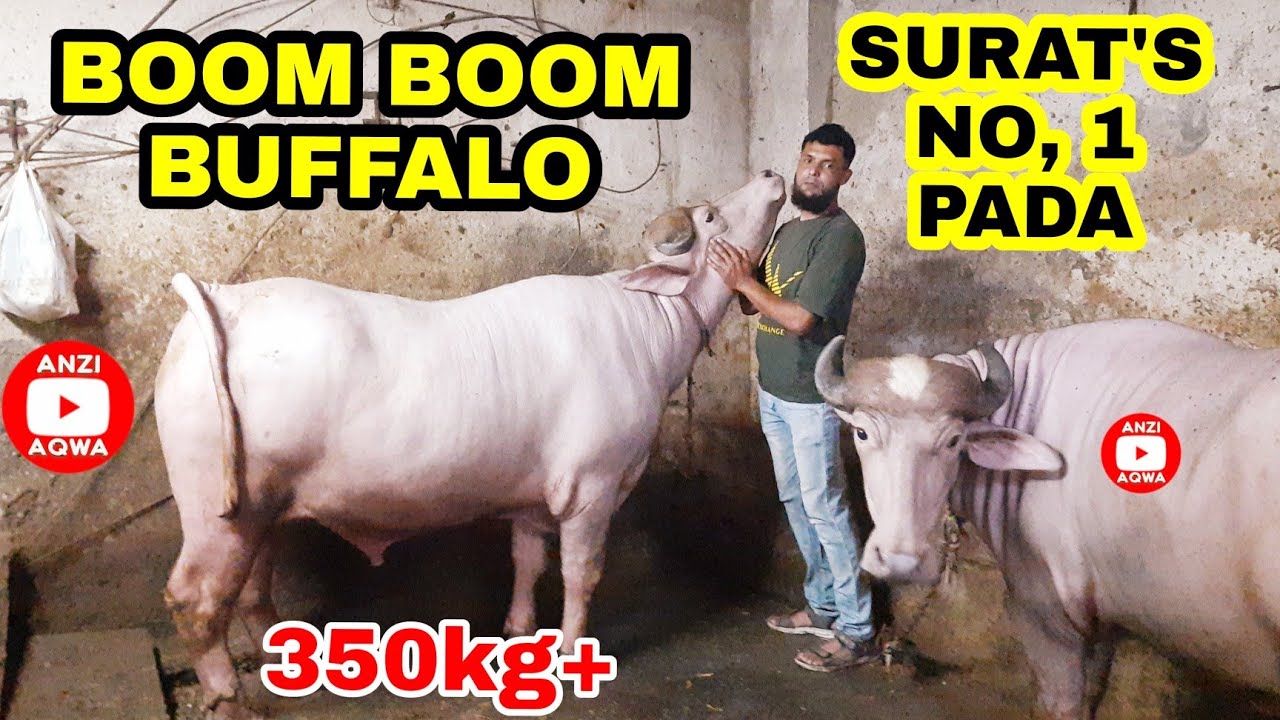 Qurbani ka Pada 2025 | Surat's Number One Pada | Biggest Bull | Saniwar Bazar Surat Bakra Mandi