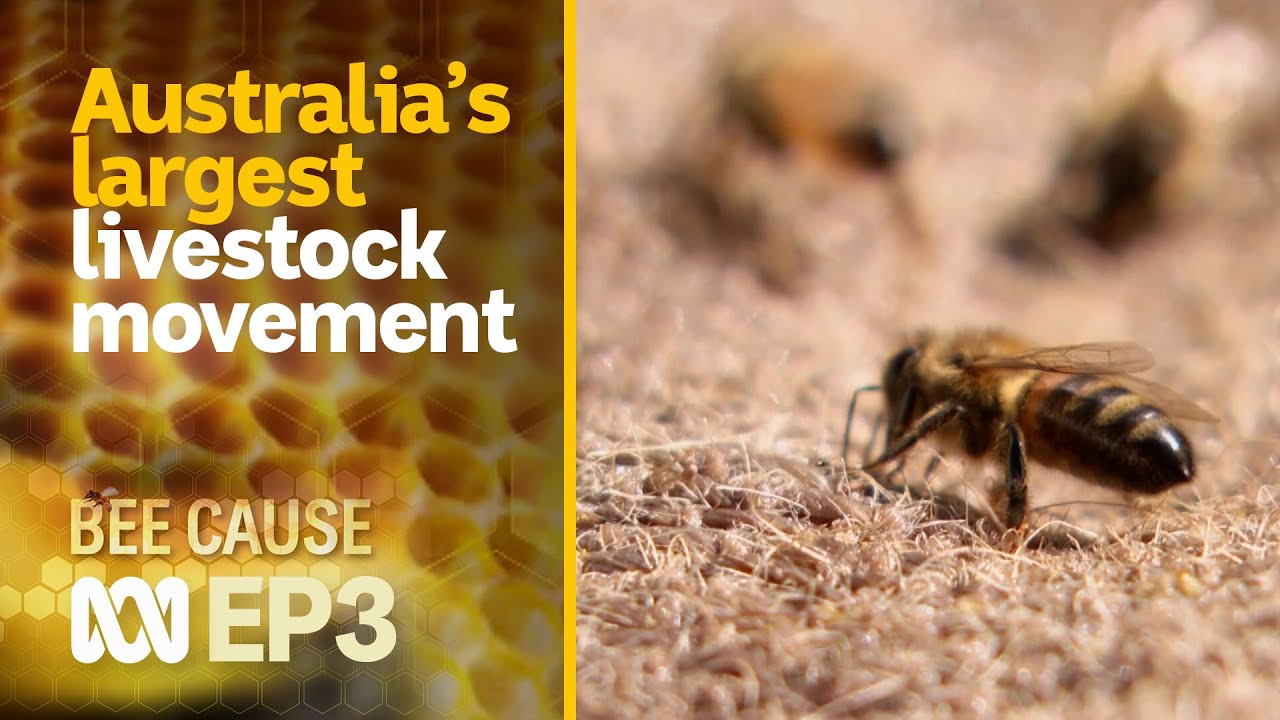 The growing millions of bees required for Australian agriculture 🐝🍯 | Bee Cause #3 | ABC Australia