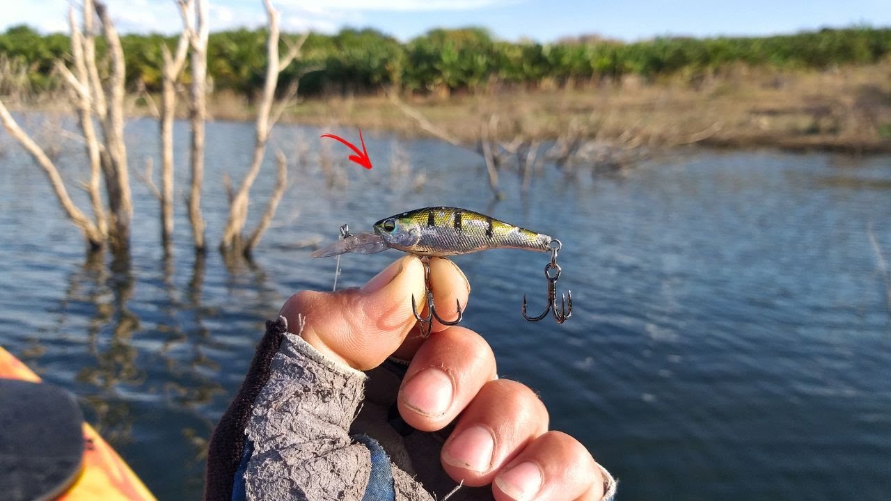 NÃO ESTAVA PEGANDO NADA... SÓ FOI COLOCAR ESSA ISCA PEGUEI MUITO PEIXE EM QUESTÃO DE MINUTOS!!