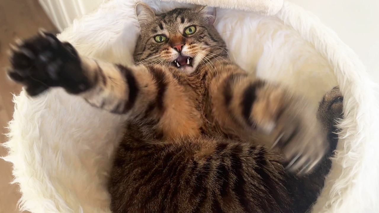 Fluffy apex predator shows how to survive an earthquake