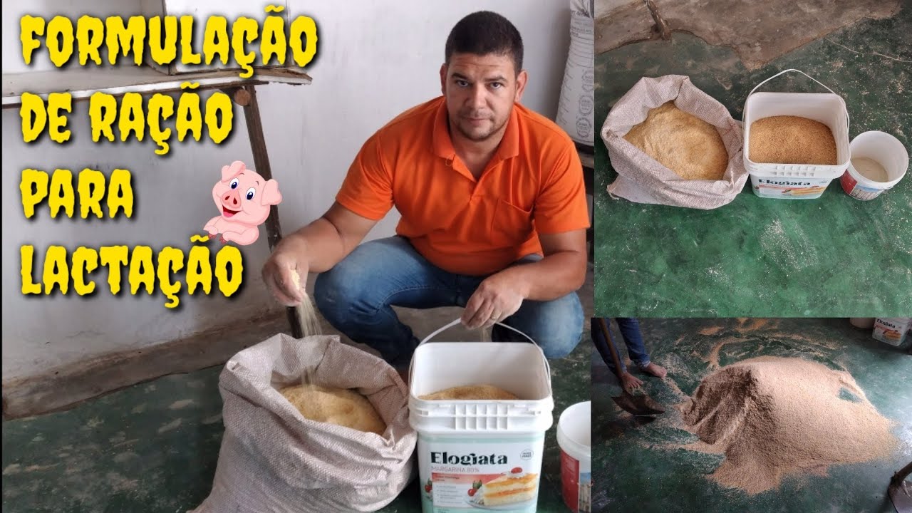 RAÇÃO LACTAÇÃO PARA SUÍNOS!!!