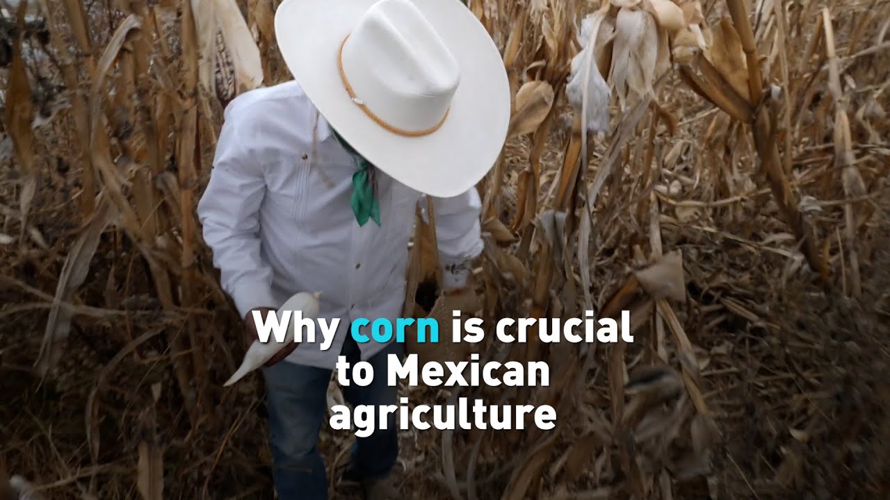 Mexico bans GMO imports, helping country’s agricultural industry