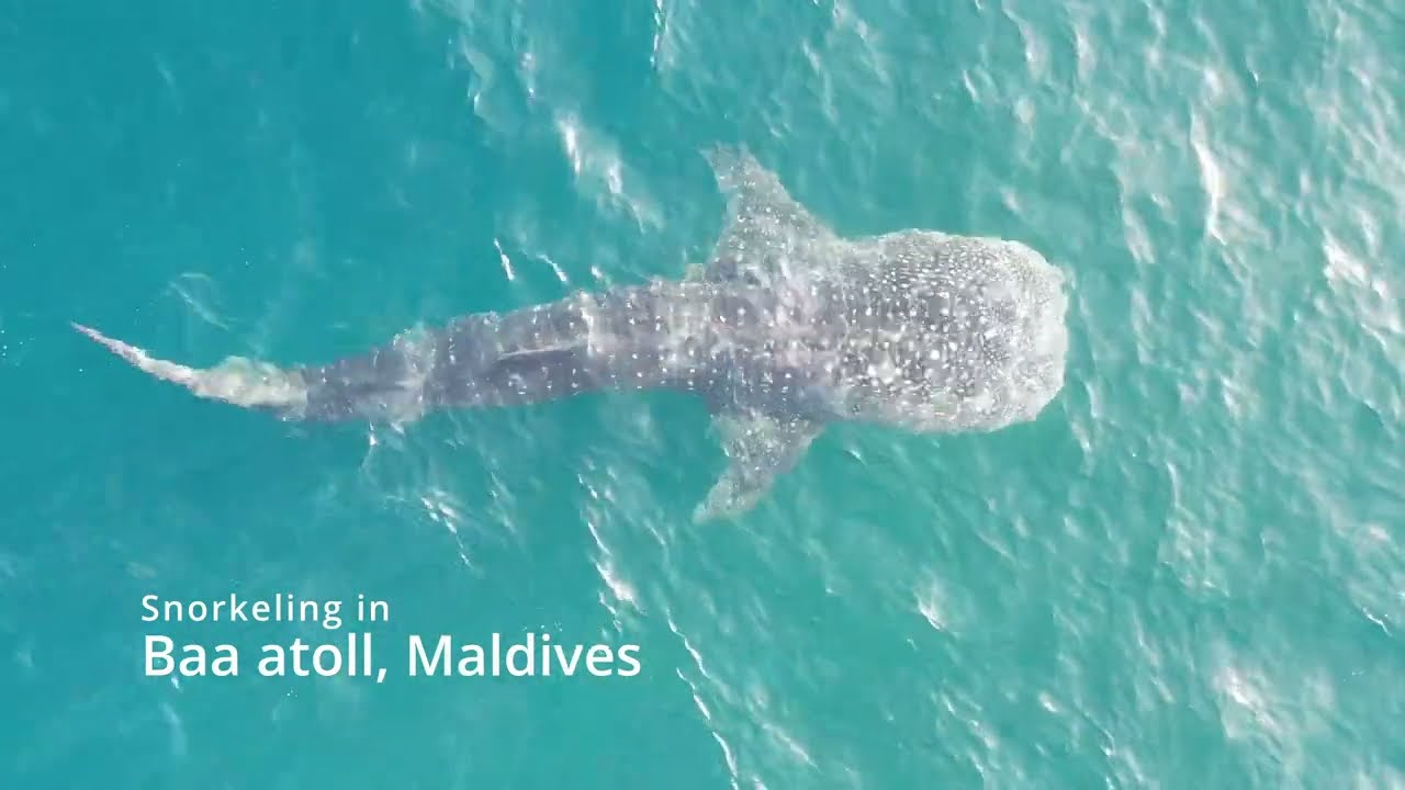 Snorkeling with whale shark in Baa atoll and diving with manta rays in Raa atoll, Maldives