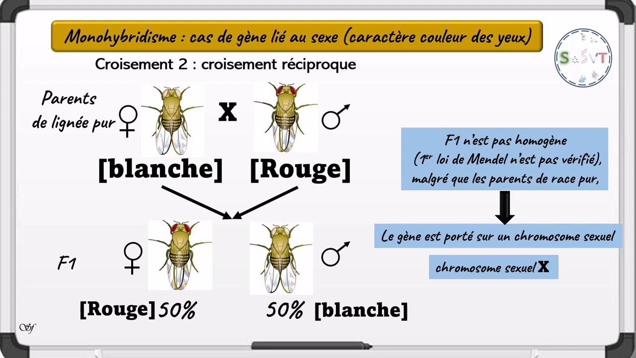 Monohybridisme✨cas de gène lié au sexe✨cours svt📑2bacsvt/pc #genetics #svt #2bac