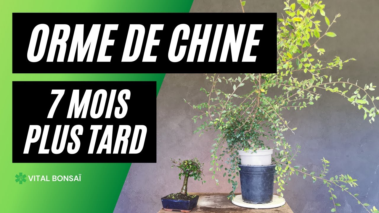 Faire un BONSAÏ avec un ORME DE CHINE de SUPERMARCHÉ EP2