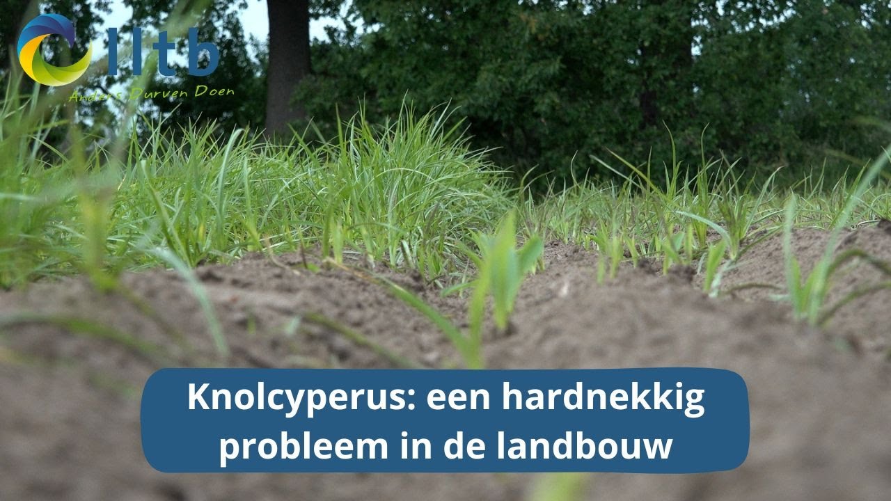 Knolcyperus: de strijd tegen een onzichtbare plaag in de landbouw