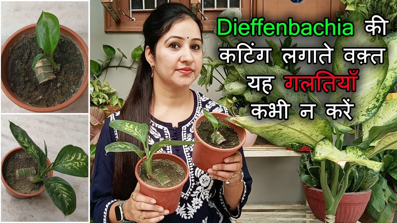 Dieffenbachia की कटिंग लगाते वक़्त यह गलतियाँ कभी न करें | Grow Dumbcane Plant From Cutting